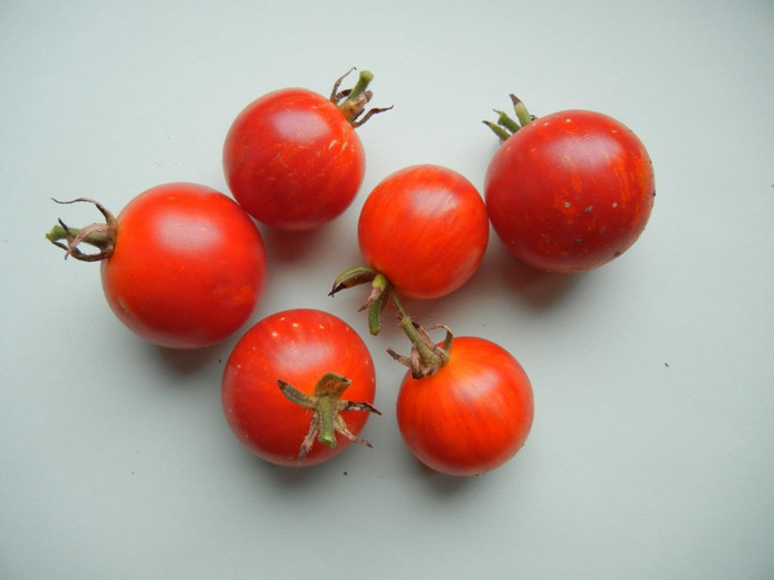 Tigerella Tomatoes (2011, September 09) - Tomatoes Cherry_Rosii Cherry