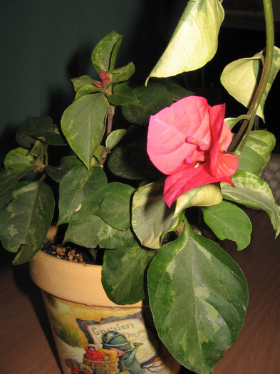 IMG_1061 - bouga rosie variegata 2012-2013
