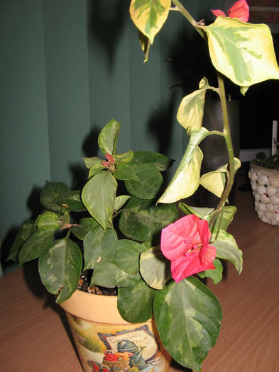 IMG_1062 - bouga rosie variegata 2012-2013
