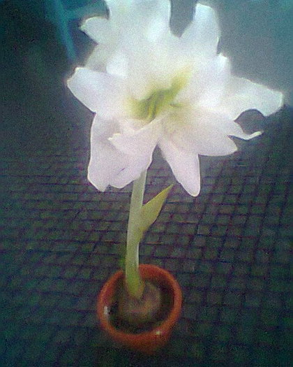 white nymph - amaryllis2012-2013