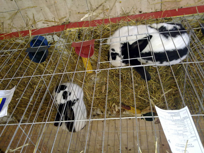 07012012188 - Gataia 2012