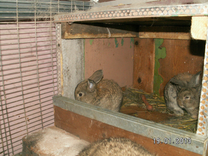PICT0010 - iepuri 25-12-2012