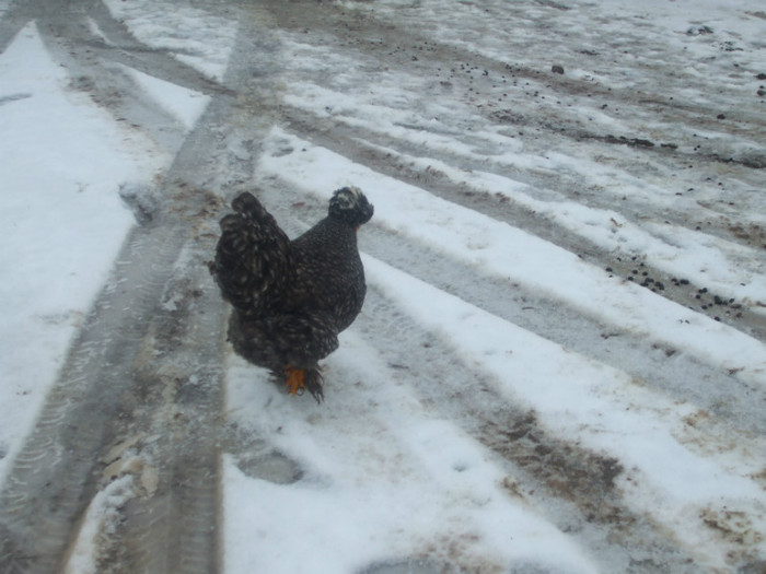 DSCF0570 - Gainile mele