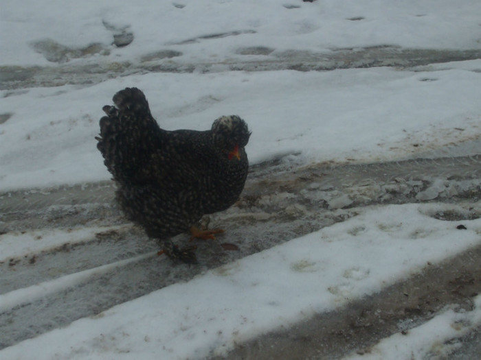 DSCF0572 - Gainile mele