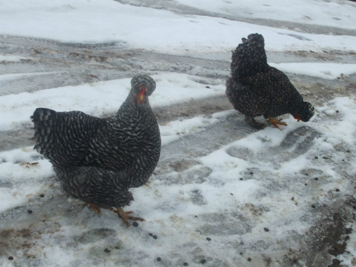 DSCF0574 - Gainile mele