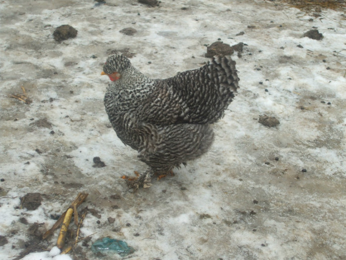 DSCF0590