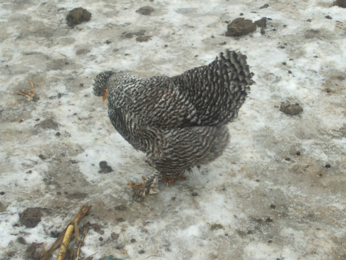 DSCF0593
