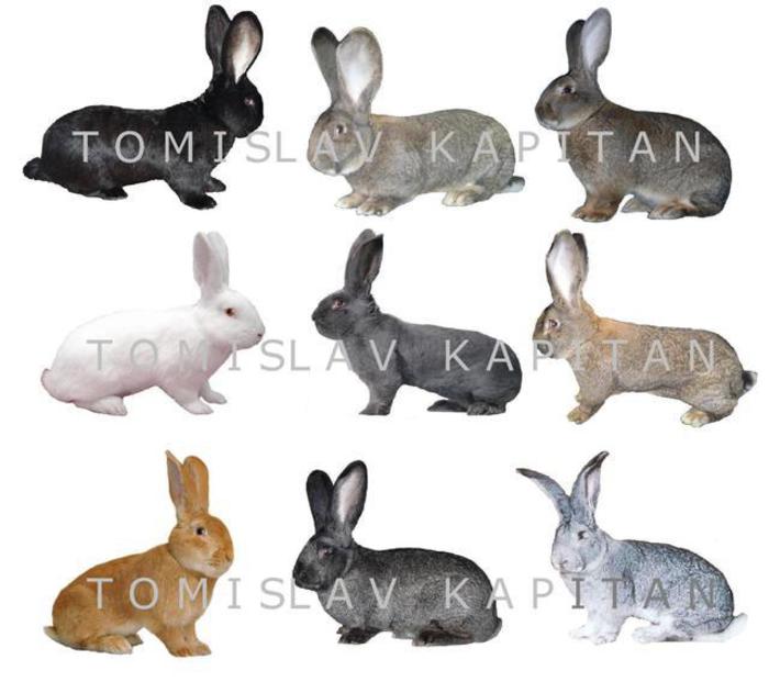 Iepuri uriasi -culori - 4atentie cind cumparati iepuri