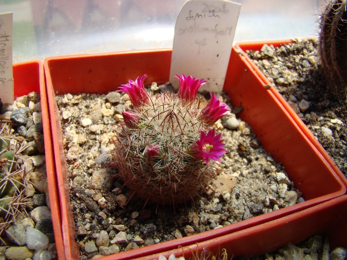 Mammillaria sp - Mammillaria 2012