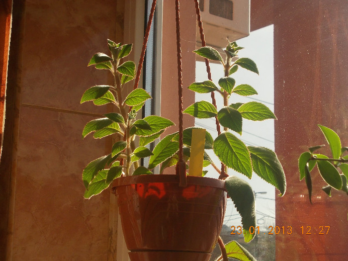 DSCN6266_1746 - Florile mele