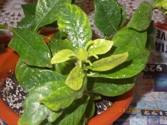 DSCN6267_1747 - Florile mele