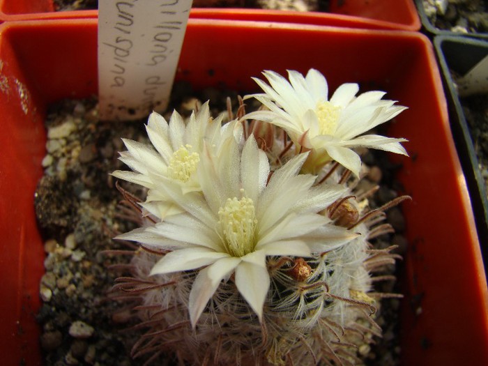 Mammillaria duwei v. brunispina