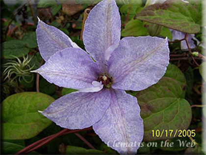 Iryuu - 2 Clematitele pe care le caut