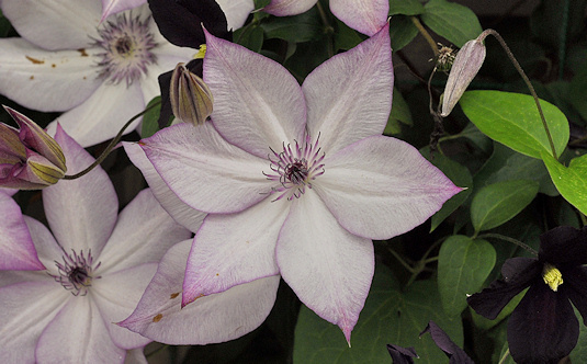 Utopia gr. 3 - Comanda clematis in primavara 2013