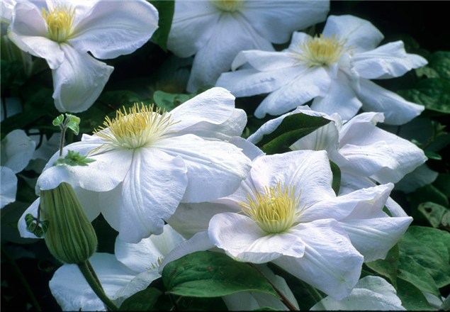 Marie Boisselot gr.2 - Comanda clematis in primavara 2013