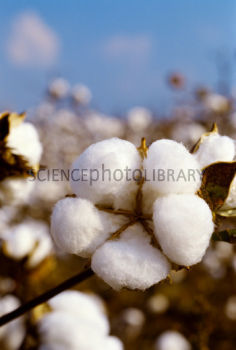 bumbac Gossypium sp - 2-de vanzare 2019-2020-SEMINTE IERBURI FOLOSITOARE SI PLANTE MEDICINALE RARE
