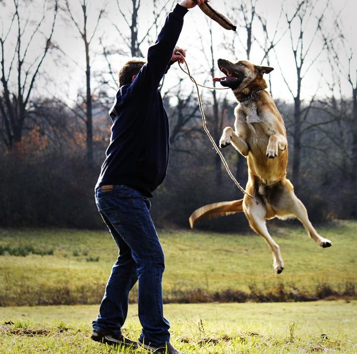 IMG_6817 - Dresaj canin Deva