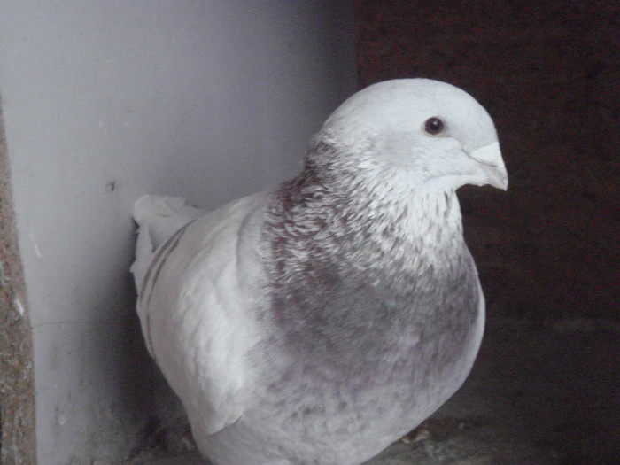 porumbei25-01-2013 023