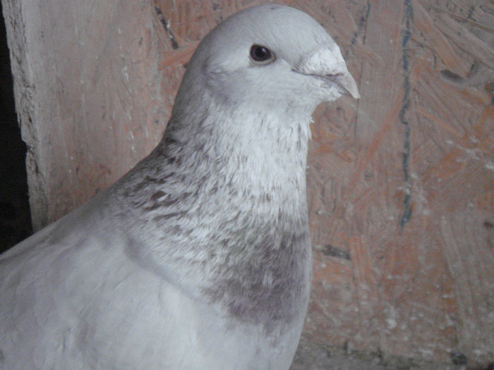 M2012 024 - BUJORI 2012