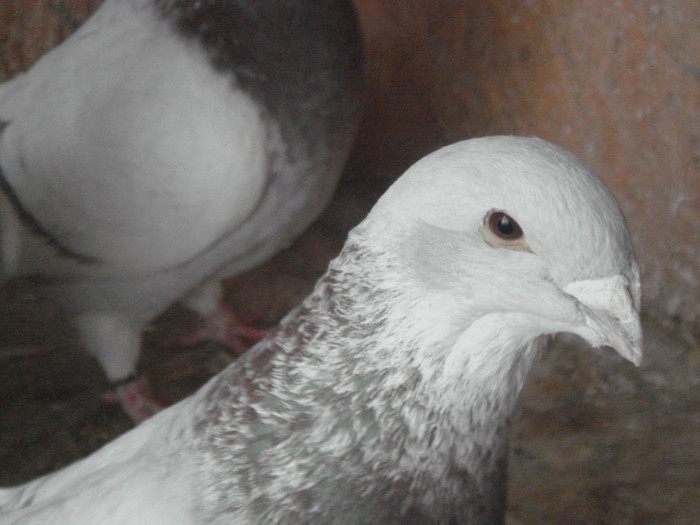 porumbei25-01-2013 034