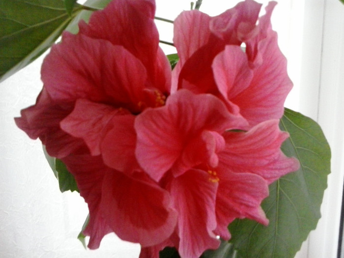 2012-11-18 15.05.29 - hibiscus