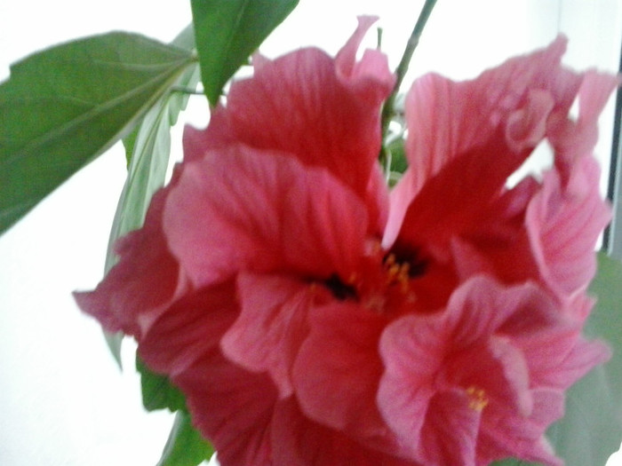 2012-11-18 15.06.09 - hibiscus