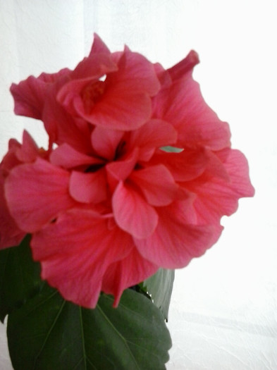 2013-01-08 12.38.46 - hibiscus