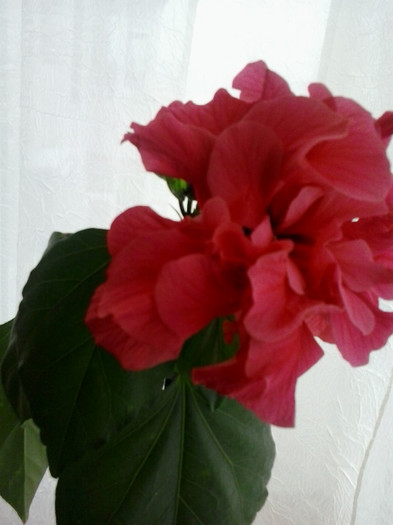 2013-01-08 12.39.29 - hibiscus