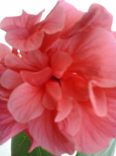 2013-01-08 12.39.46 - hibiscus