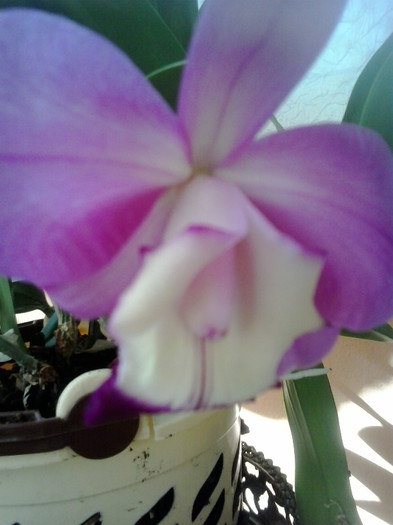 2012-07-15 17.25.28 - cattleya