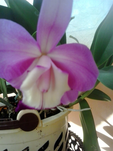 2012-07-15 17.25.30 - cattleya