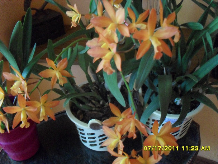 SDC11115 - cattleya