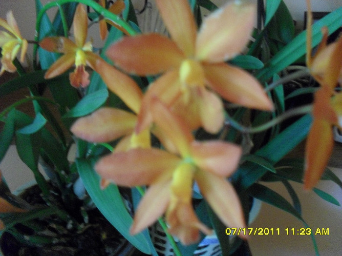 SDC11116 - cattleya