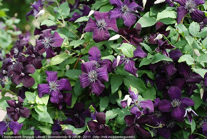 Dark Eyes - achizitii clematis 2013