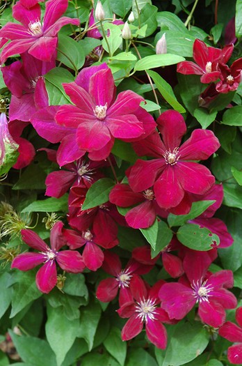 Rouge Cardinal - achizitii clematis 2013