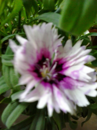 2012-11-20 09.11.03 - garofite  dianthus