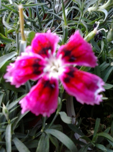 2012-11-20 09.11.24 - garofite  dianthus