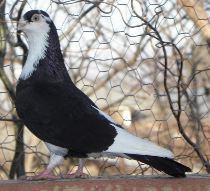 90n(m.2009)"ochi bleo"-vandut