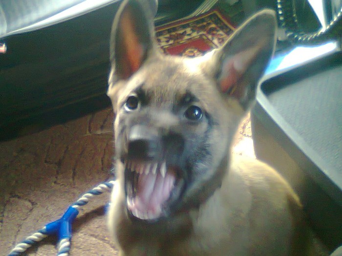 Fotografie0142_001 - Ciobanesc Belgian Malinois Deva