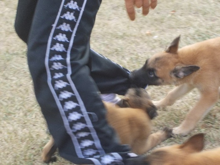 DSCN3805 - Ciobanesc Belgian Malinois Deva