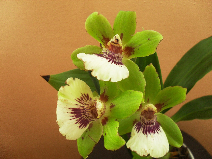 SDC10159 - Zygopetalum