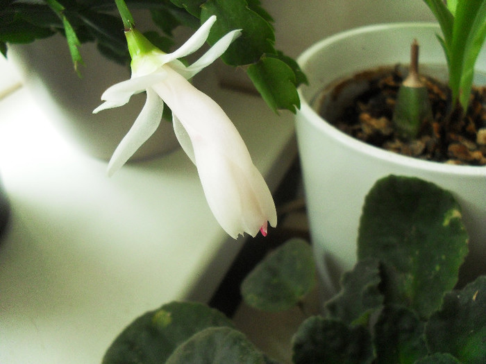 SDC10165 - Schlumbergera