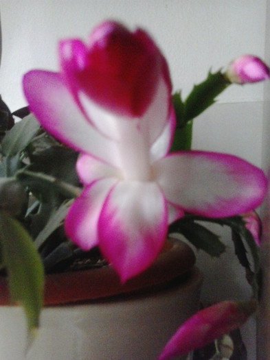 2012-11-22 08.42.44 - Schlumbergera