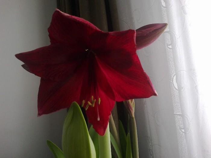 25012013728 - 2013 Amaryllis