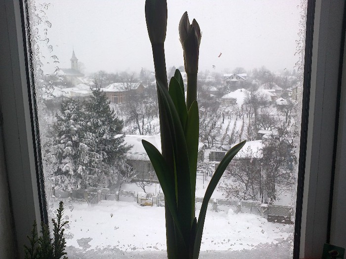 25012013731; se pregateste de spectacol si Charisma
