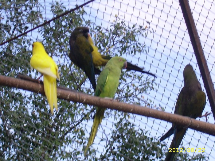Papagali de stinca si Micul Alexander; Papagali de stinca

