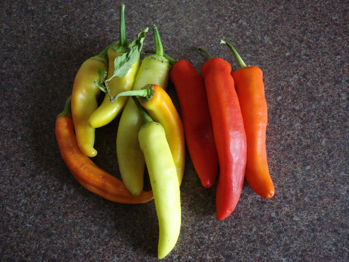 Hungarian Hot Wax (2009, Aug.20) - Peppers Chili_Ardei Iuti