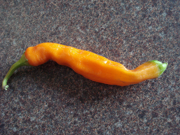 Orange Cayenne Pepper (2009, Aug.20) - Peppers Chili_Ardei Iuti