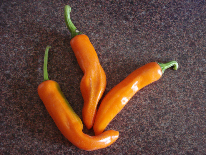 Orange Cayenne Peppers (2009, Aug.28) - Peppers Chili_Ardei Iuti