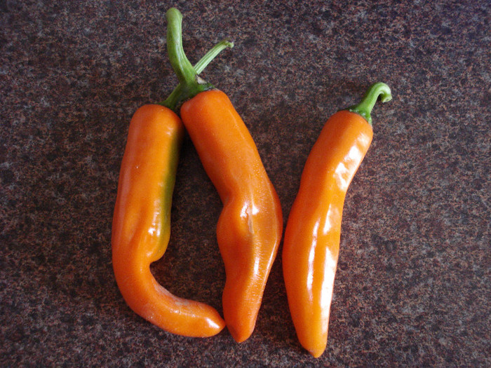 Orange Cayenne Peppers (2009, Aug.28) - Peppers Chili_Ardei Iuti